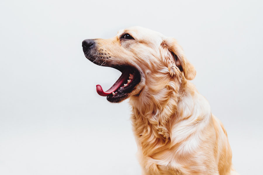 yawning golden retriever looking at camera in front of a white background