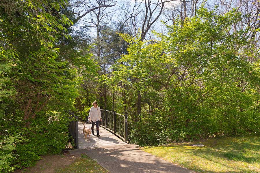 Person walks dog across bridge surrounded by tall, lush green trees in the sunshine.