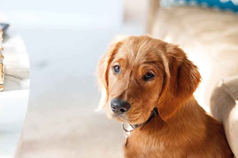 Golden retriever puppy sitting in pet-friendly apartment in front of tan couch lit by warm sunlight.