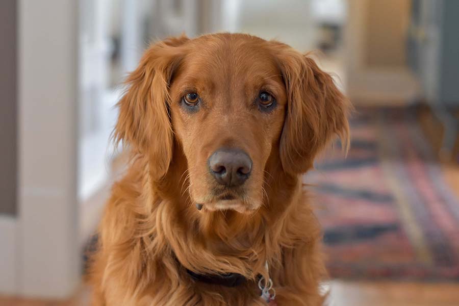 Golden retriever dog in apartment living area.